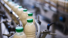 Кубань вошла в топ-10 регионов с самыми высокими ценами на сырое молоко