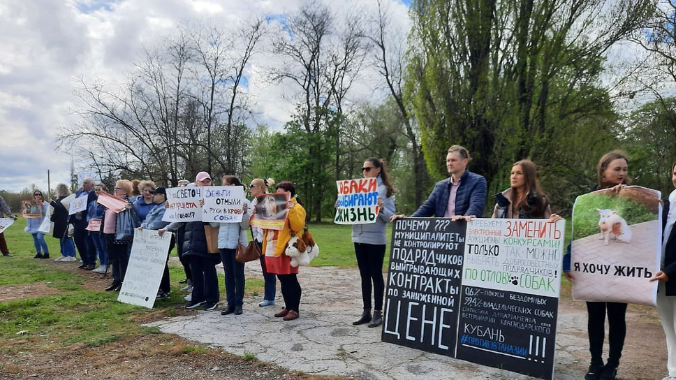 Зоозащитники Краснодара выступили против запрета кормить бездомных животных