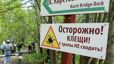 На Кубани более 750 человек пострадали от укусов клещей