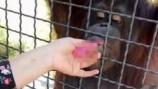 Боксерша Лучкина вернулась к тренировкам после скандала с вейпом и орангутангом