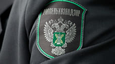 На Кубани и в Адыгее за полгода проверили 55 тысяч партий подкарантинной продукции