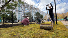 Более 2,6 тысячи растений высадят в двух скверах Краснодара