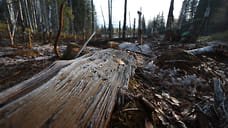 Летом площадь лесных пожаров на Кубани выросла почти вдвое