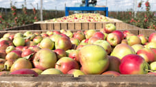 На Кубани количество производителей плодов, ягод и специй выросло на 3,5%