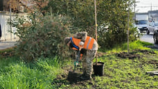 В Краснодаре высадят более 200 новых деревьев на улице Калинина