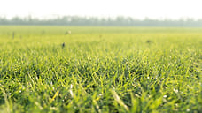 В ЮФО под урожай 2025 года застраховано 3,1 млн га посевов