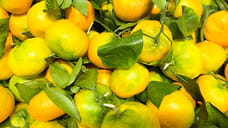 На Кубани собрали 700 килограммов цитрусовых и 15,6 тонн субтропических культур