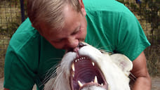 Владелец «Тайгана» не смог продать льва, напавшего на него летом