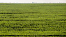 В Краснодарском крае озимыми культурами засеяли 1,8 млн гектаров