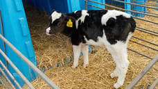 На Кубани скотникам предложили зарплату в 67 тысяч рублей в месяц