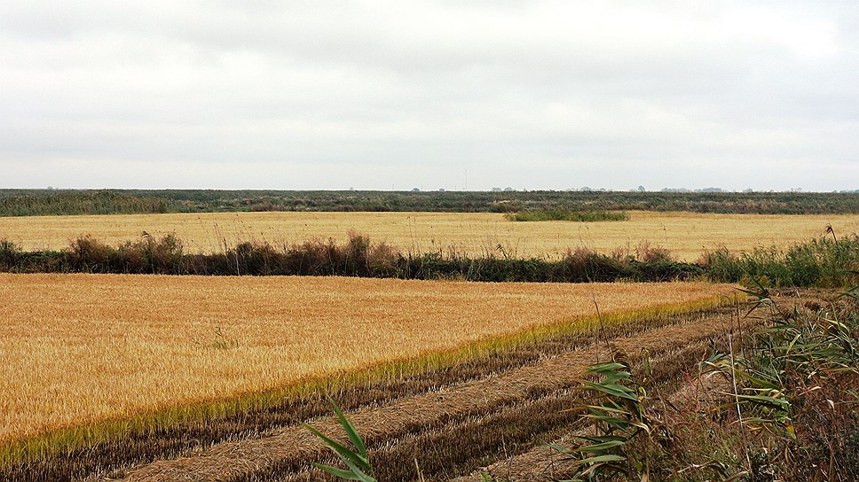 Готовое к уборке рисовое поле (чек) в районе х. Галицын Славянского района Краснодарского края.