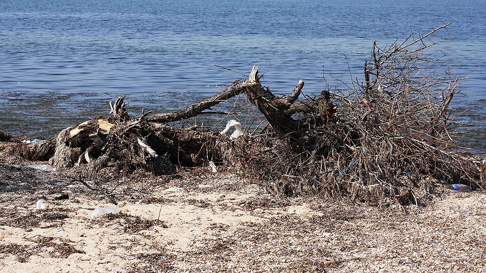 После работы на косе Чушка тяжелой техники, осуществлявшей незаконную добычу песка, остались поломанные и поваленные деревья.