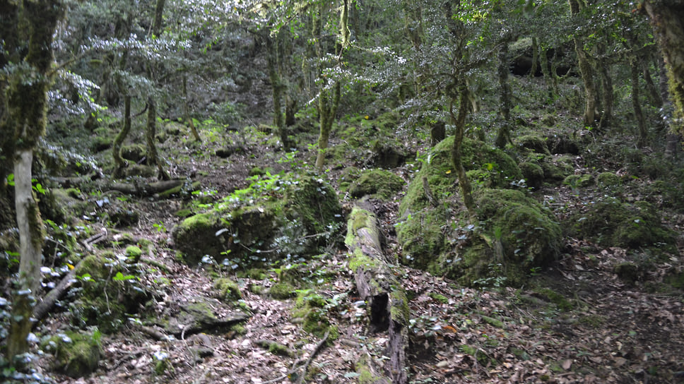 Так выглядели самшитовые леса в Мезмае до заражения их вредителем. Октябрь 2008 года (живые самшиты)