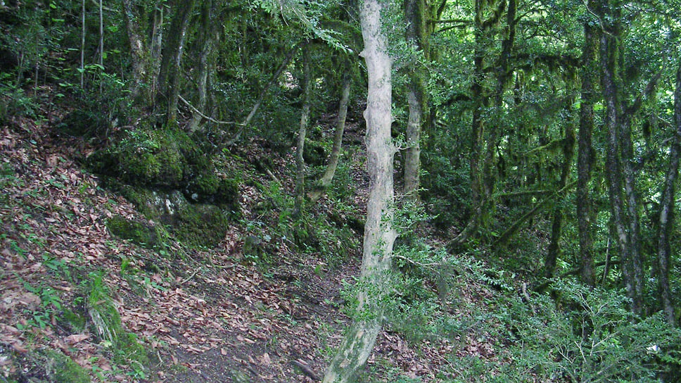 Так выглядели самшитовые леса в Мезмае до заражения их вредителем. Октябрь 2008 года (живые самшиты)