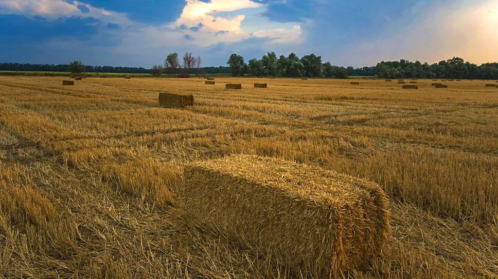 Динской район. Тюки сена на хлебном поле после уборки урожая на закате дня. Август 2007 года