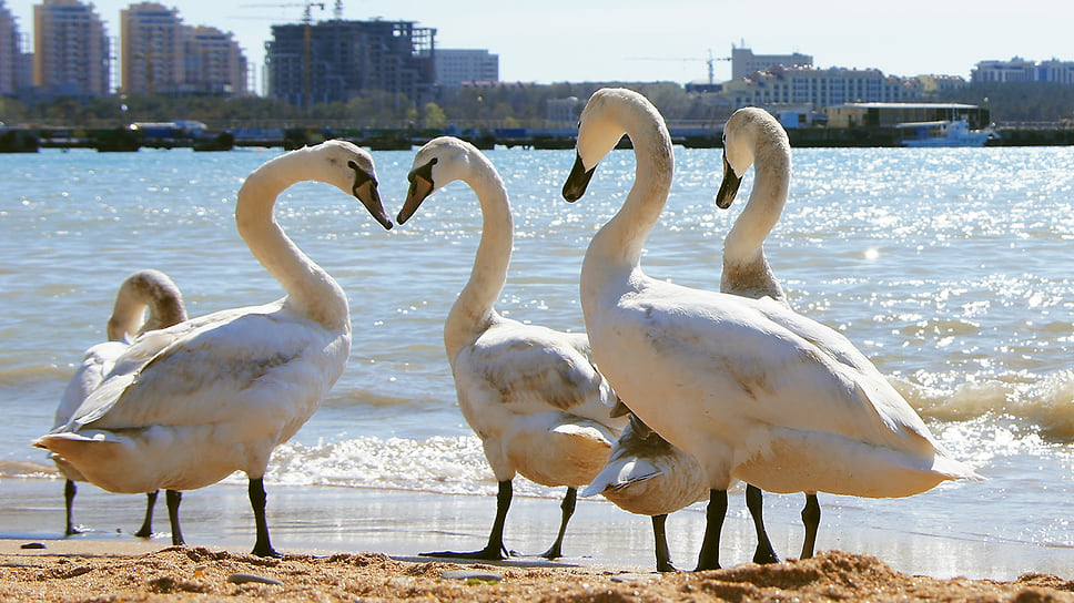 Белые лебеди на городском пляже города-курорта Геленджик. Май 2013 года