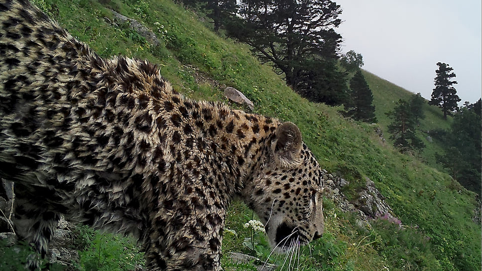 Переднеазиатский леопард Ахун на своем участке в Кавказском заповеднике