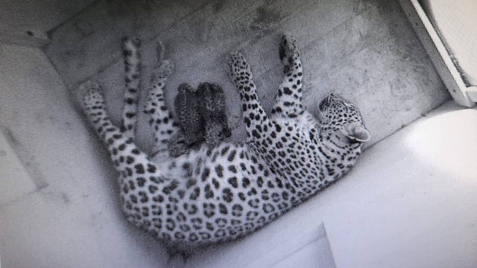 Леопардесса Шива с котятами. Всего с 2009 года в Центре реинтродукции родилось 23 котенка, включая двух последних