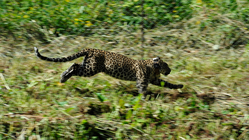 Леопард Лаба, 2020 год 