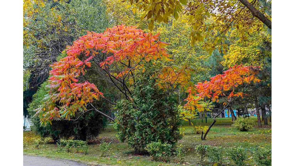 Буйство красок осеннего парка. Середина октября 2021 г.
