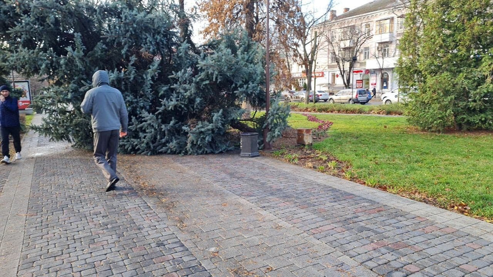 Вырванное с корнем дерево на ул. Красной
