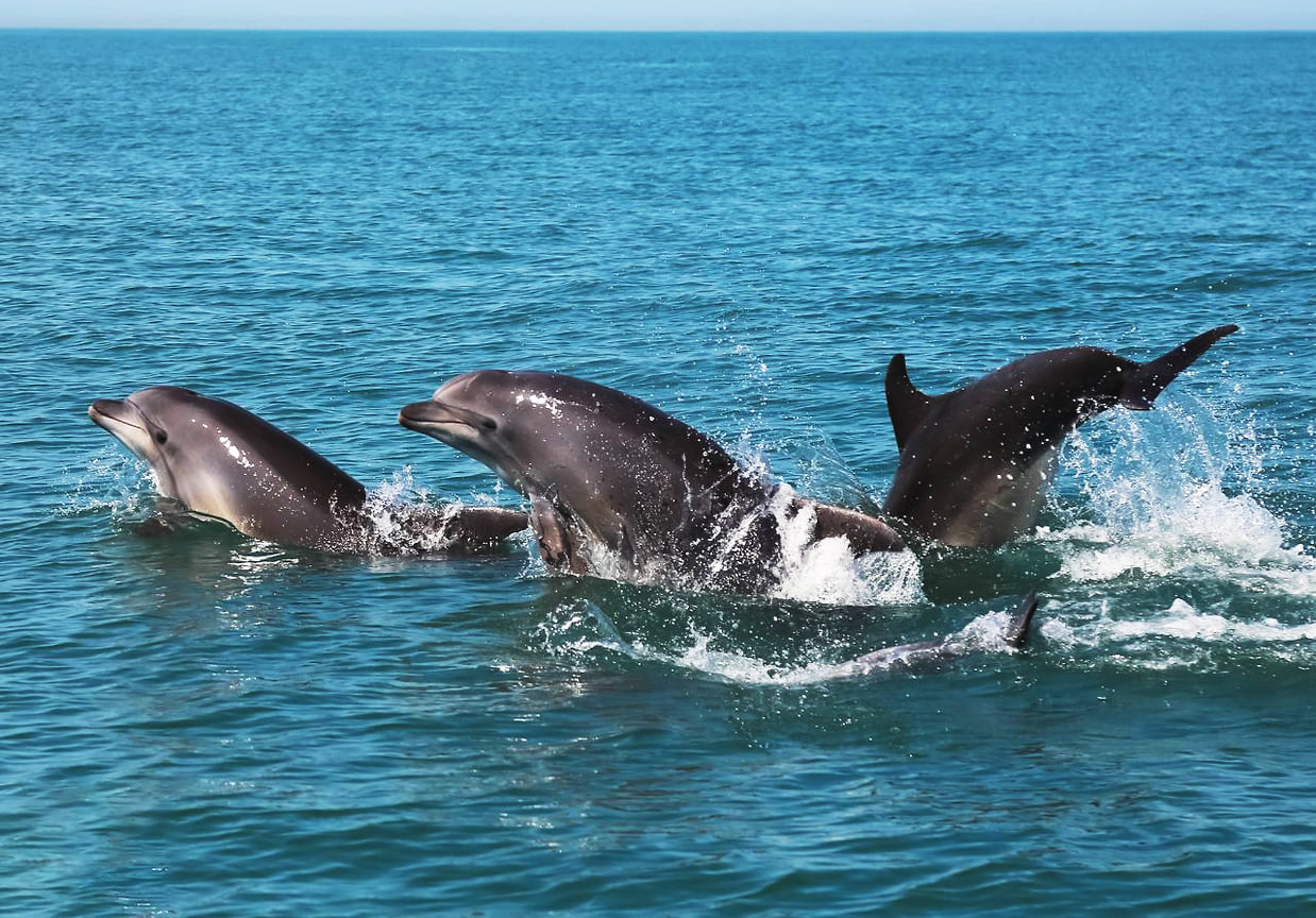 Афалины, снятые во время научных выходов в море