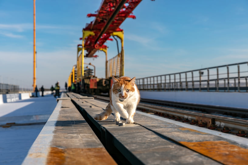 Мостику в этом году исполняется 10 лет. День рождения он отмечает в День мостов — 29 ноября