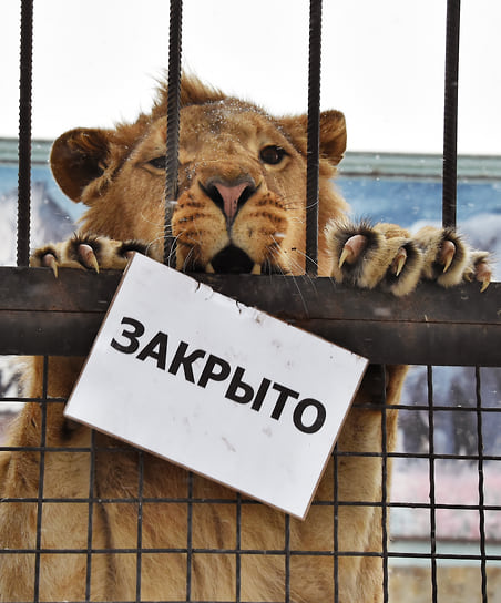 Информации о том, что будет дальше с парком «Тайган», а также с напавшим на Олега Зубкова львом, пока нет. Дрессировщик, генеральный директор Московского цирка на проспекте Вернадского, народный артист России Эдгард Запашный считает, что «грех убивать животных, которые совершили нападение, находясь на собственной территории»