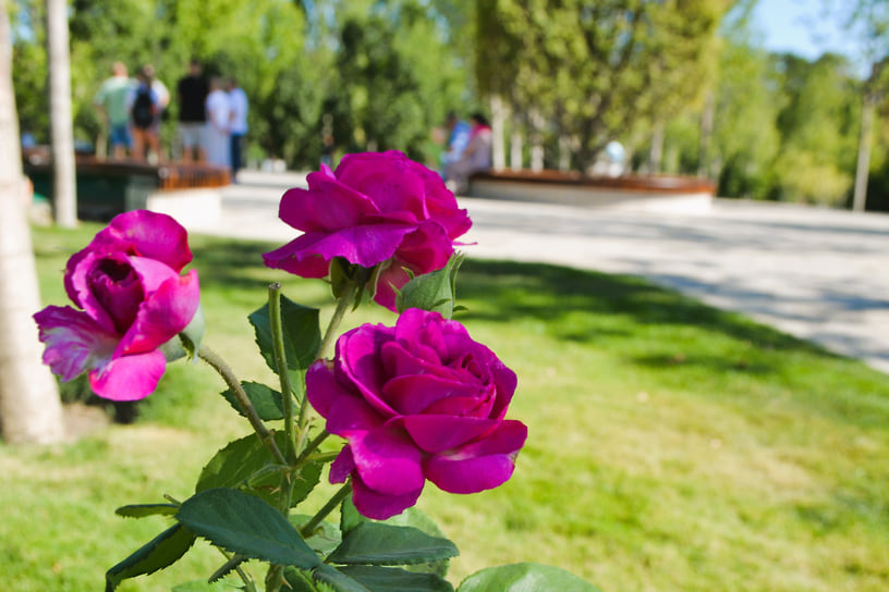 Розы