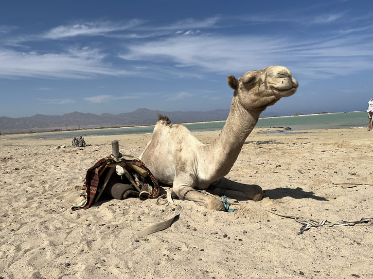 Спутник туриста в пустыне