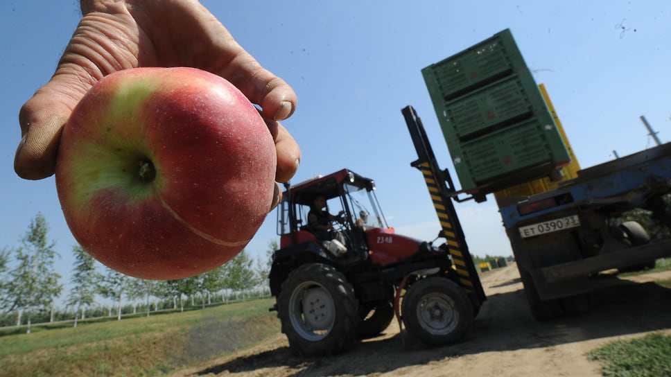 Сегодня мощности всех имеющихся в стране плодохранилищ хватает для хранения не более 15—20% производимых в России плодов