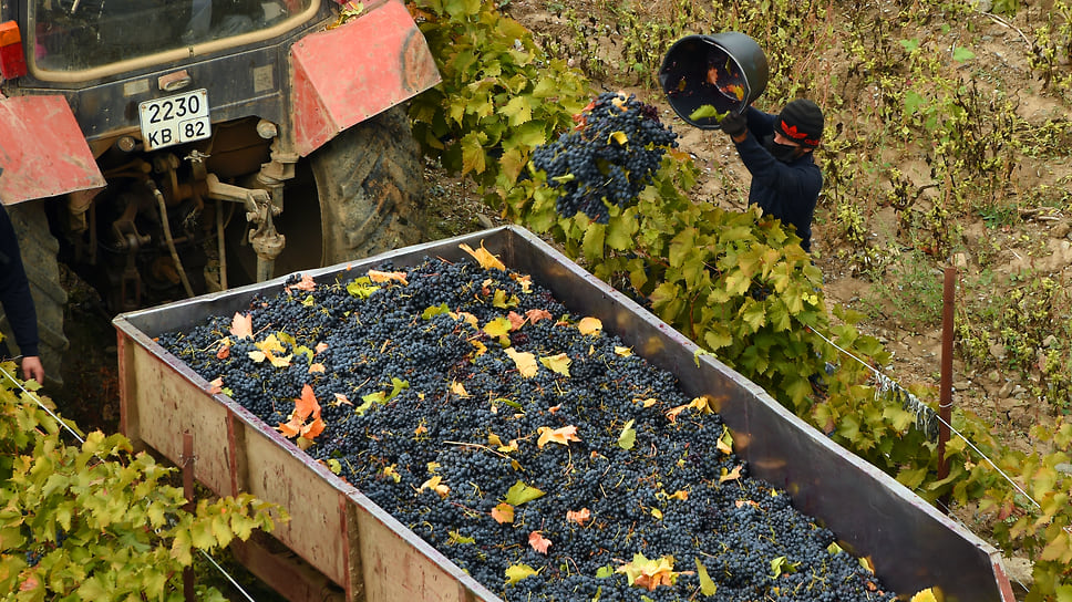 На начало ноября аграрии собрали более 193 тыс. тонн винограда. Ожидается, что по итогам года с учетом личных подсобных хозяйств урожай превысит 210 тыс. тонн 