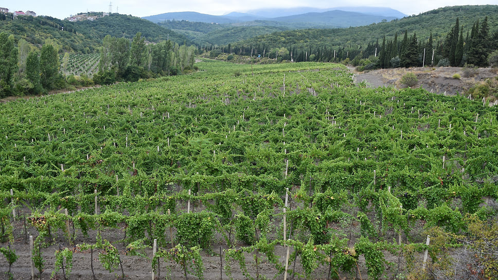 Общая площадь виноградопригодных земель в Новороссийске составляет более 8,5 тыс. гектаров