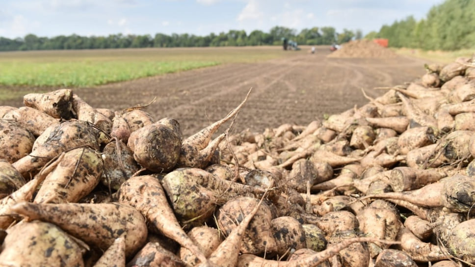 В 2022 году семь предприятий региона заложили семенные посевы сахарной свеклы отечественной селекции на площади 170 гектаров