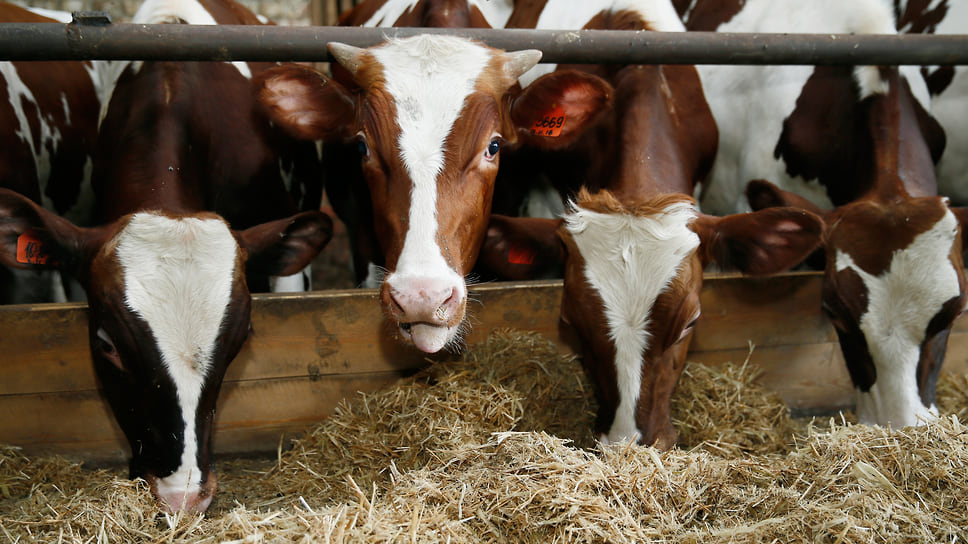 По состоянию на 1 октября 2022 года во всех категориях хозяйств Краснодарского края насчитывалось 558,4 тыс. голов крупного рогатого скота
