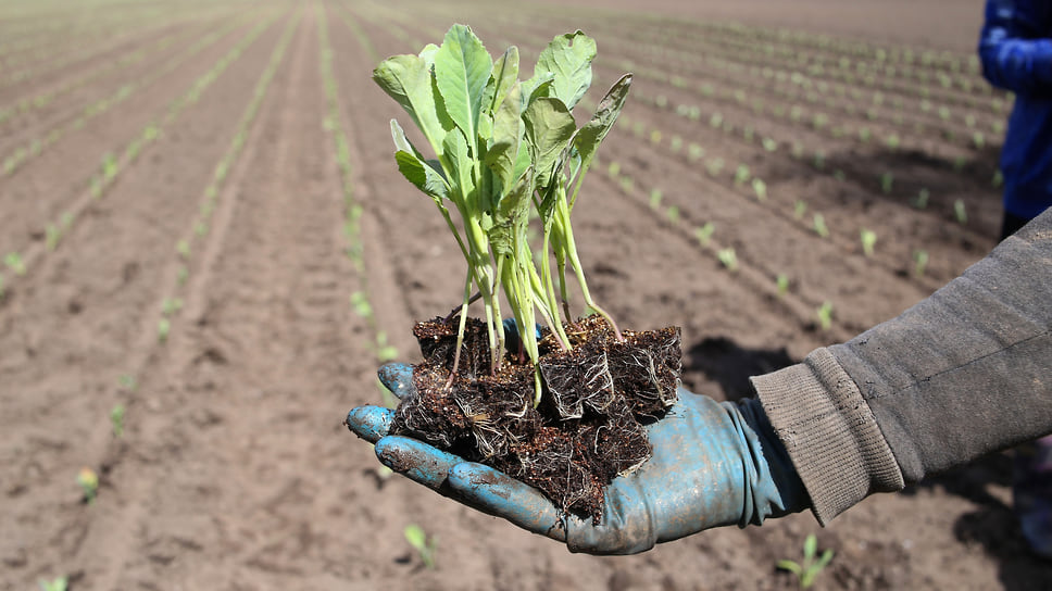 Создание совместных проектов иностранных компаний с отечественными научными организациями должно стабилизировать российский сельскохозяйственный рынок и обезопасить его от ухода зарубежных фирм в будущем