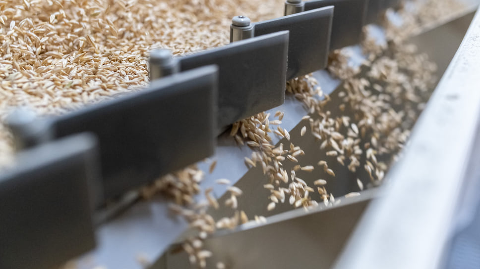 Сорта пшеницы краснодарской селекции занимают на Кубани 99% возделываемой площади