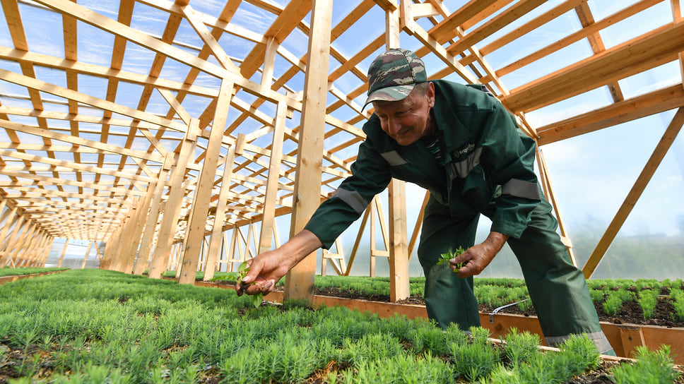 В Краснодарском крае зарегистрировано 13 производителей органической сельхозпродукции