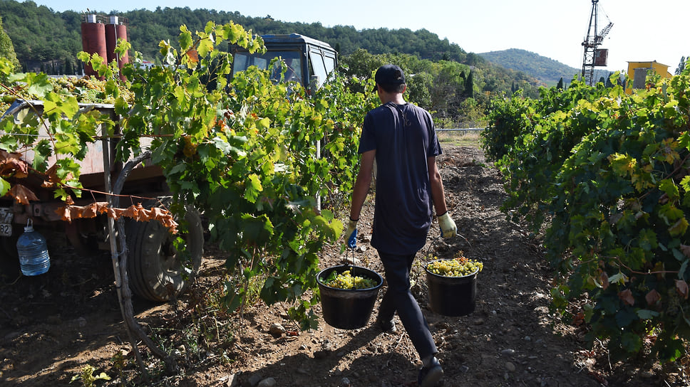В этом году в регионе собрали 260 тыс. тонн винограда