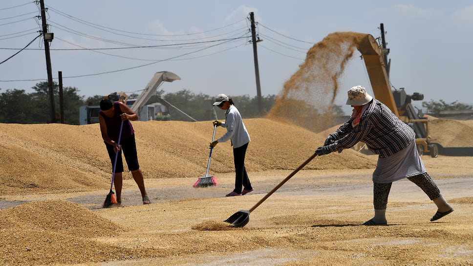 Валовой сбор зерновых и зернобобовых культур на Кубани в 2023 году составил 14,3 млн тонн