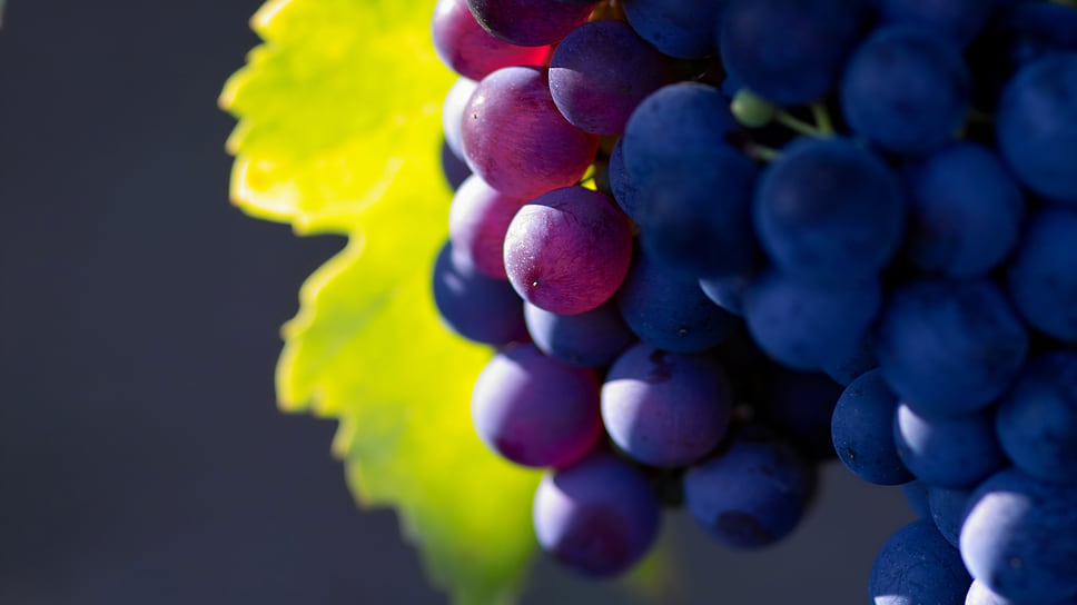 По итогам 2023 года отмечается снижение объемов производства винодельческой продукции в Крыму