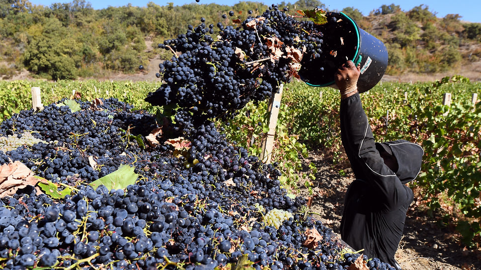 В 2024 году валовой сбор винограда на Кубани ожидается на уровне 275 тыс. тонн