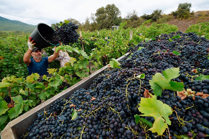 За последние пять лет стоимость посадки одного гектара виноградника выросла почти в три раза