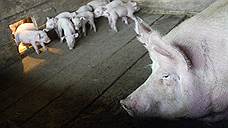 «Ильиногорскому» отложили свинину