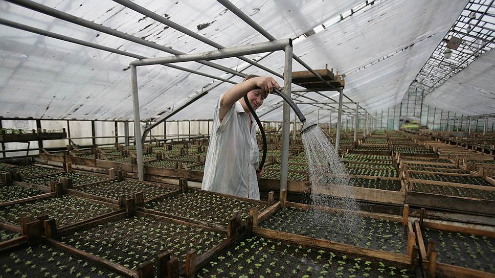 За счет новых технологий агрокомбинат «Горьковский» рассчитывает увеличить объемы производства овощей в полтора раза