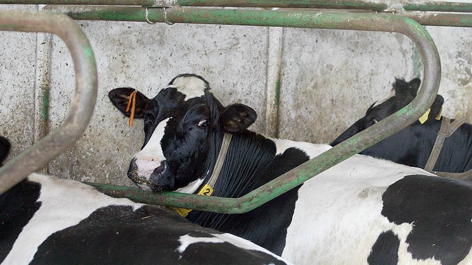 Собственная ферма позволит мордовскому агрохолдингу увеличить объемы переработки молока на действующем комбинате