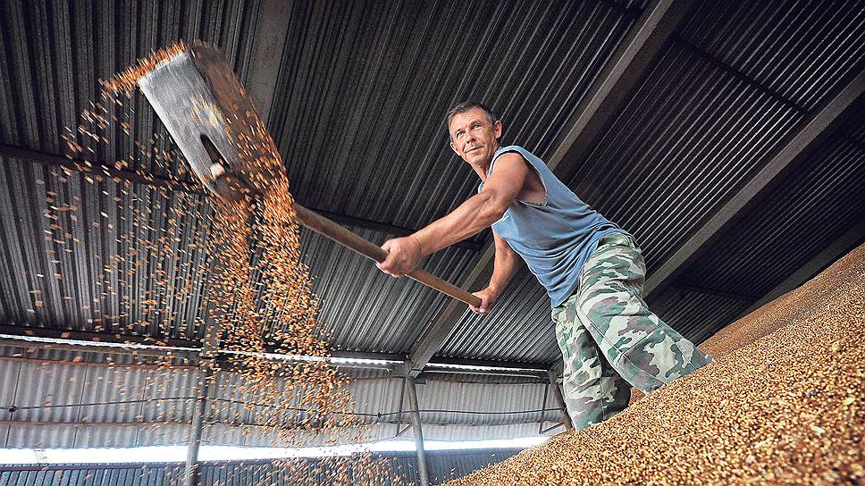 Почему зерно нижегородских производителей не пользуется спросом