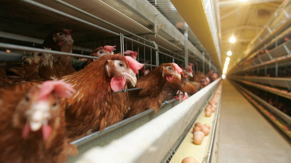 Куриный помет может дорого обойтись акционерам Ясенецкой птицефабрики