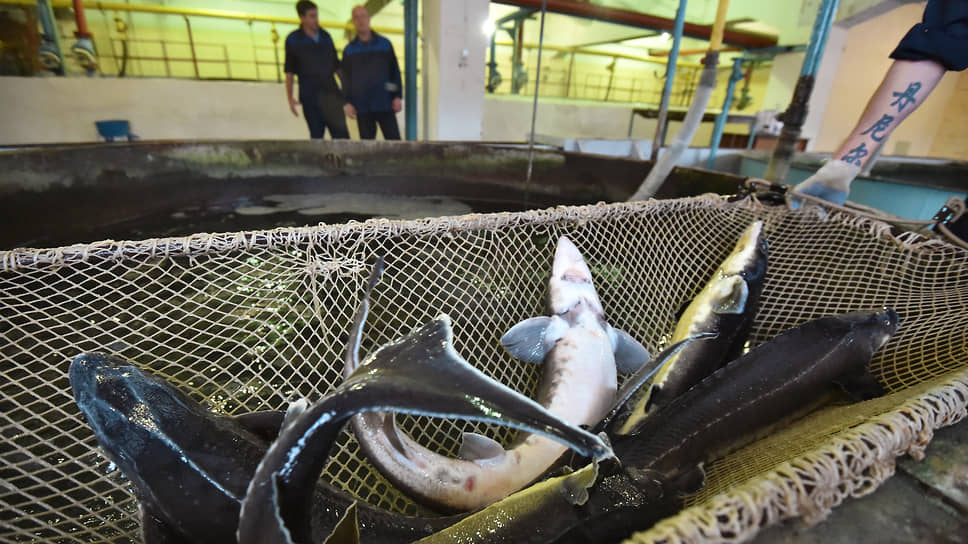 В рыбхозах задумались, чем кормить рыбу в условиях санкций
