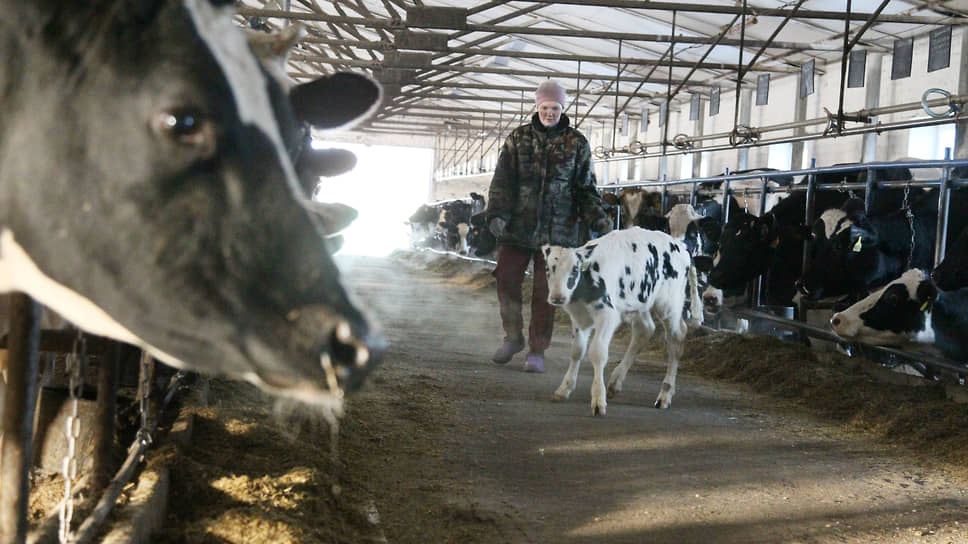 Фермеры ждут компенсаций на выращивание скота